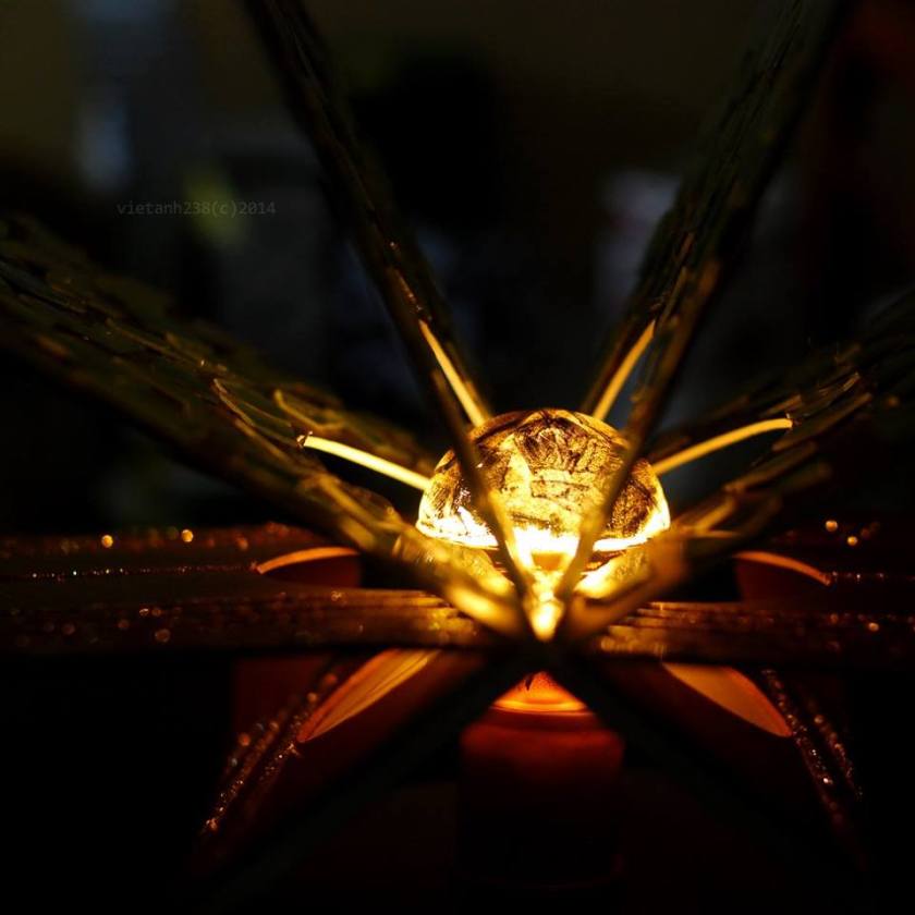 10922747_10203050826703045_9196516157180831221_n